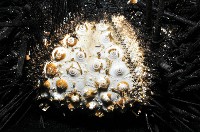 冠刺棘海膽藏品圖，第4張