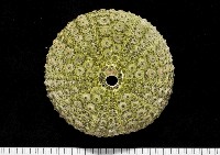 紫海膽藏品圖，第1張