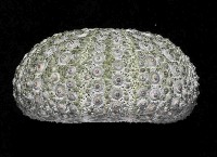 紫海膽藏品圖，第3張