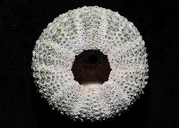 紫海膽藏品圖，第4張