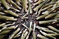 梅氏長海膽藏品圖，第2張