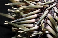 梅氏長海膽藏品圖，第3張