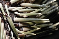 梅氏長海膽藏品圖，第4張
