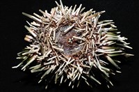 梅氏長海膽藏品圖，第6張