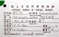 梅氏長海膽藏品圖，第16張