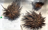 口鰓海膽藏品圖，第1張
