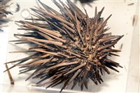 口鰓海膽藏品圖，第2張