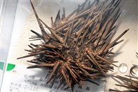 口鰓海膽藏品圖，第3張