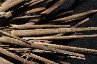 口鰓海膽藏品圖，第4張