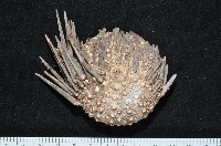 口鰓海膽藏品圖，第1張