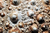 口鰓海膽藏品圖，第2張