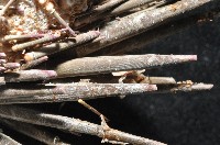 口鰓海膽藏品圖，第5張