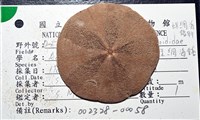 扁平蛛網海膽藏品圖，第1張