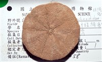 扁平蛛網海膽藏品圖，第2張