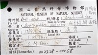 扁平蛛網海膽藏品圖，第6張