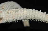 掌枝蛇尾藏品圖，第3張