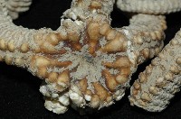 鞭枝蛇尾藏品圖，第2張