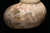 芮氏蠑螺藏品圖，第11張