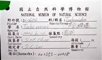 芮氏蠑螺藏品圖，第6張