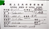 芮氏蠑螺藏品圖，第10張