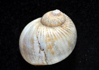 小灰玉螺藏品圖，第3張