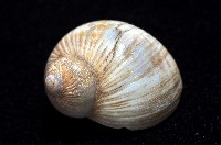 小灰玉螺藏品圖，第4張