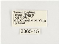 小紫斑蝶藏品圖，第3張