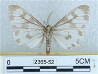 粉蝶燈蛾藏品圖，第2張