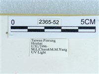 粉蝶燈蛾藏品圖，第3張