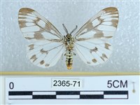 粉蝶燈蛾藏品圖，第1張