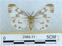 粉蝶燈蛾藏品圖，第2張