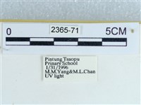 粉蝶燈蛾藏品圖，第3張