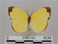 亮色黃蝶藏品圖，第1張