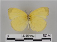 亮色黃蝶藏品圖，第2張