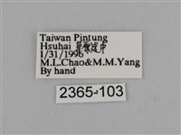 亮色黃蝶藏品圖，第3張