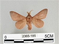 薄翅枯葉蛾藏品圖，第1張