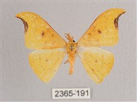 彎黑黃鉤蛾藏品圖，第1張