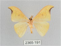 彎黑黃鉤蛾藏品圖，第2張