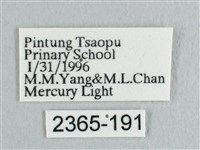 彎黑黃鉤蛾藏品圖，第3張