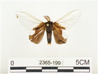 榕透翅毒蛾藏品圖，第1張