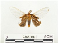 榕透翅毒蛾藏品圖，第2張