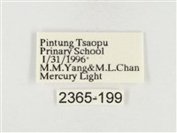 榕透翅毒蛾藏品圖，第3張