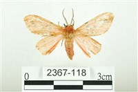 三條橙燈蛾藏品圖，第1張