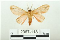 三條橙燈蛾藏品圖，第2張