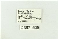 棍棒污燈蛾藏品圖，第3張