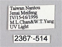 蓬萊灰紋帶蛾藏品圖，第3張