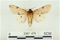 棍棒污燈蛾藏品圖，第2張