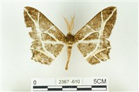 樹形尺蛾藏品圖，第1張