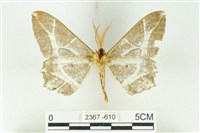 樹形尺蛾藏品圖，第2張