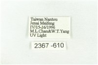 樹形尺蛾藏品圖，第3張